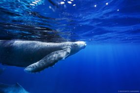 中村風詩人写真展「time in whales – ogasawara」