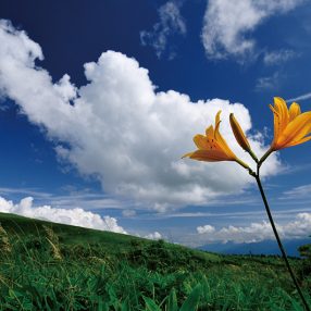 「夏山の花」を美しく撮るには？ 雄大な写真を撮るための3つのポイント