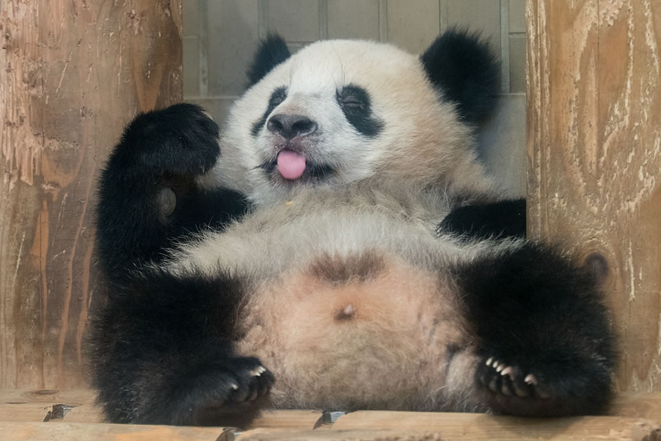 パンダだらけの写真展「大パンダ展」この愛らしさをどうしてくれよう