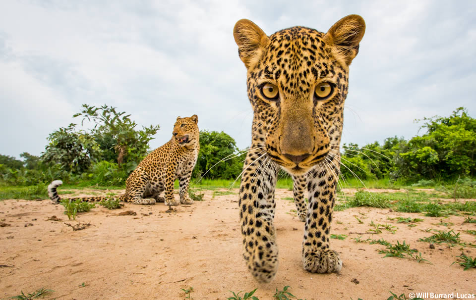 (C)Will Burrard-Lucas