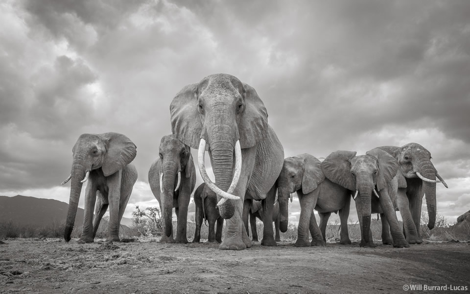 (C)Will Burrard-Lucas