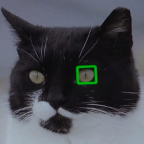 朗報！SONY αシリーズの瞳AFが動物に対応する！