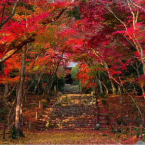 今しか見られない秋の特別公開！京都の紅葉穴場スポット6選