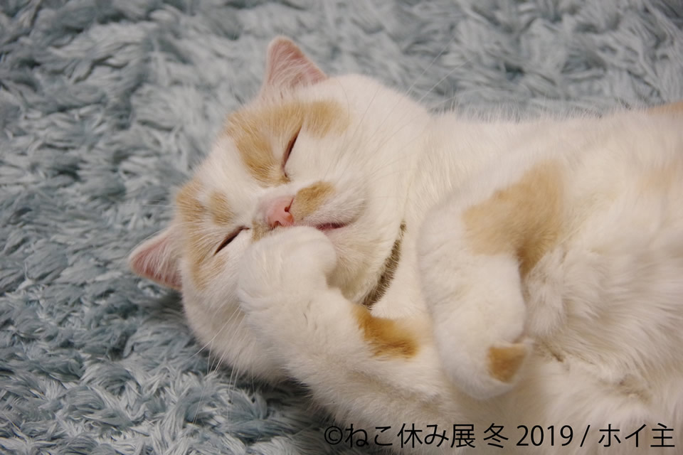 ねこ休み展 冬 2019