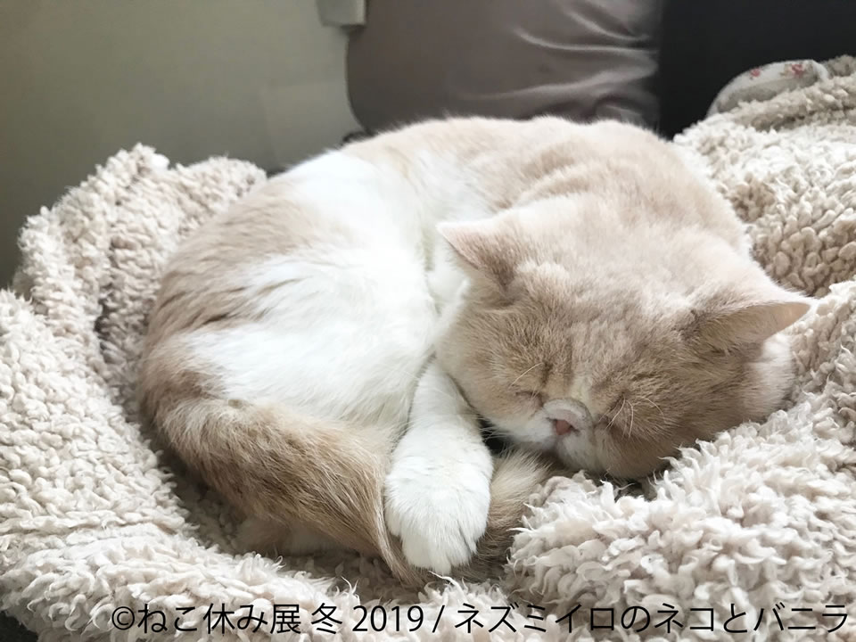 ねこ休み展 冬 2019