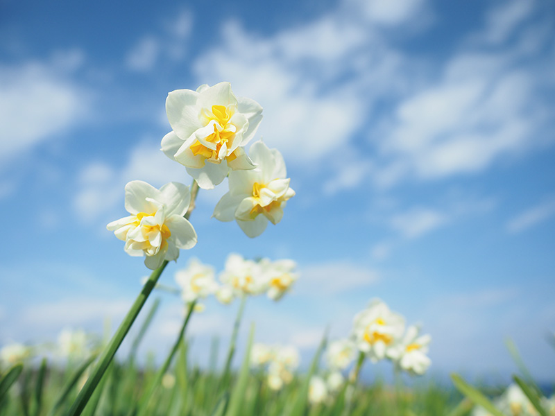 スイセンの撮り方 小さくかわいい花の撮影は 花の背景描写とのバランスがポイント Capa Camera Web