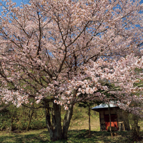 【サクラの撮り方①】淡い繊細な色の桜をきれいに撮るには、モチーフの取捨選択に限る！
