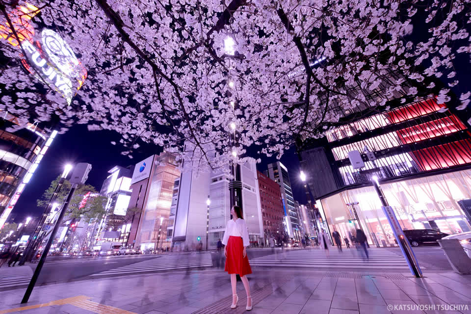 土屋勝義写真展「東京夜桜美人」