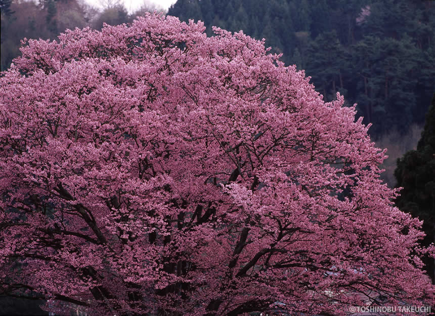 竹内敏信写真展「日本の桜 NIPPON-NO SAKURA」