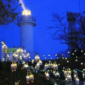 昼も夜も絶景！日本水仙の群生地をイルミネーションが彩る「水仙岬のかがやき2019」