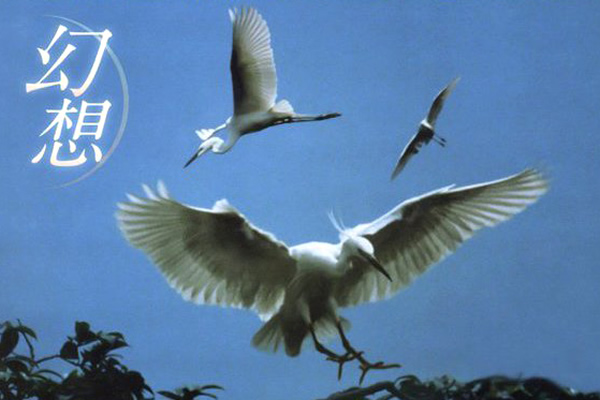 琵琶湖のシラサギと風景の変遷を半世紀以上撮り続けた壮大な記録