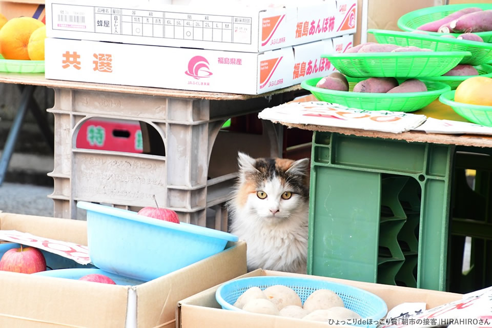 ねこのひょっこり展