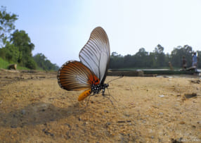 海野和男写真展「蝶・多様性の世界 ～世界に蝶を求めて～」