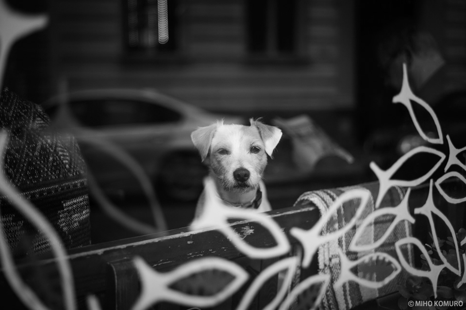 コムロミホ写真展「PRAHA Life with the Dog」