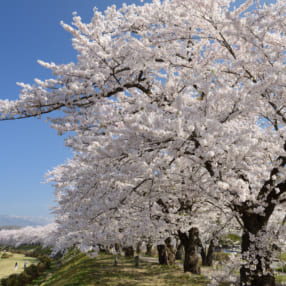 広大な桜景色から孤高の一本桜まで！ プロが選んだ東北・北海道の桜撮影スポット15選