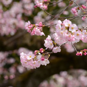 この春行きたい！ プロが選んだ関東の桜撮影スポット18選