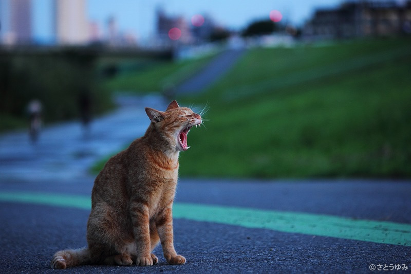 「東京猫色」写真展