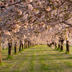 約600本のヤエザクラが咲き誇る! 5月のおすすめの撮影スポット③千曲川河川公園