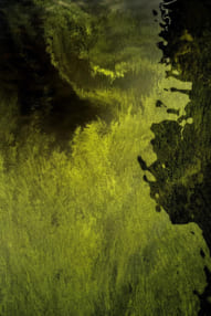 石井靖久写真展「細胞の海、神経の森」
