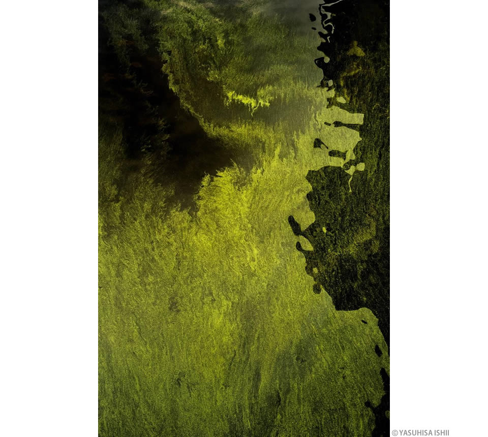石井靖久写真展「細胞の海、神経の森」