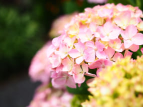 ミーナ紫陽花咲く多摩川台公園と浅間神社をぶら～りお写歩撮影会