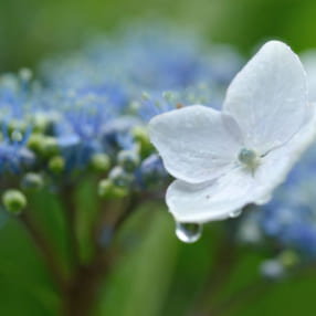 雨の日こそ花をアップで狙いたい! 水滴を生かす花のマクロ撮影テクニック
