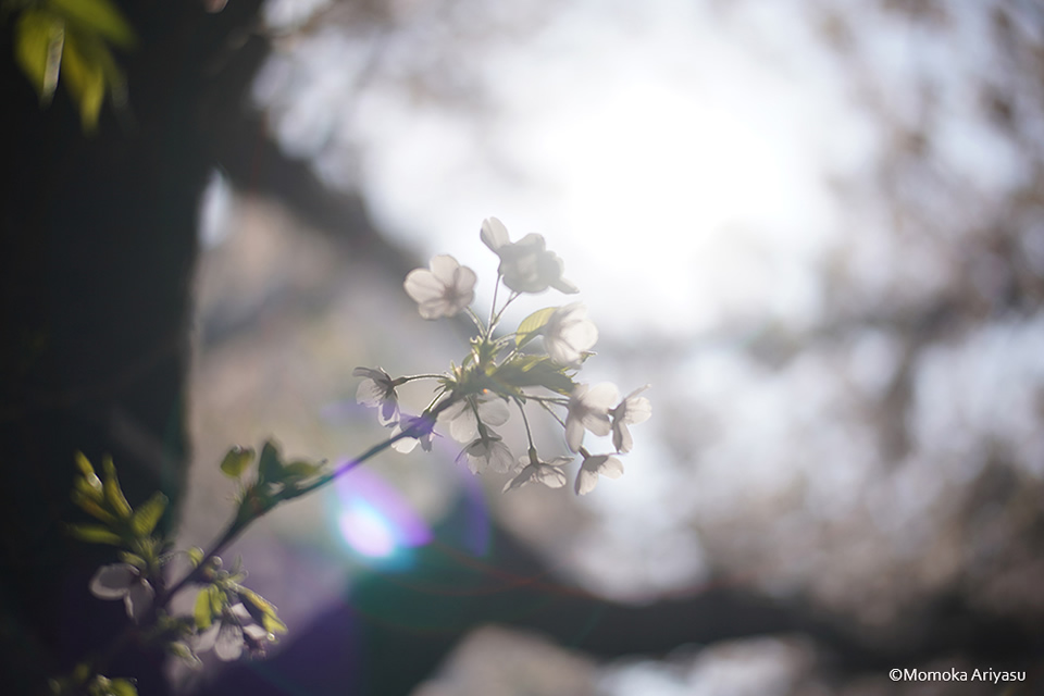 有安杏果写真展「ヒカリの声」