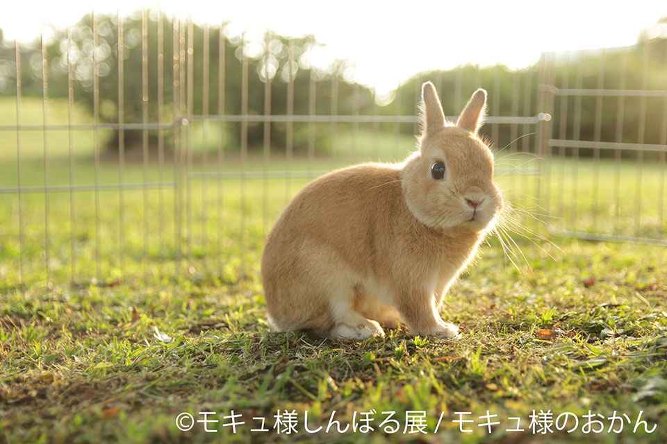 モキュ様しんぼる展in東京