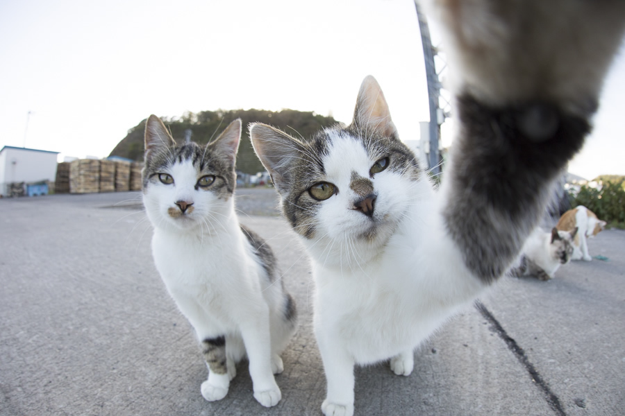 「ねこ専」2019渋谷