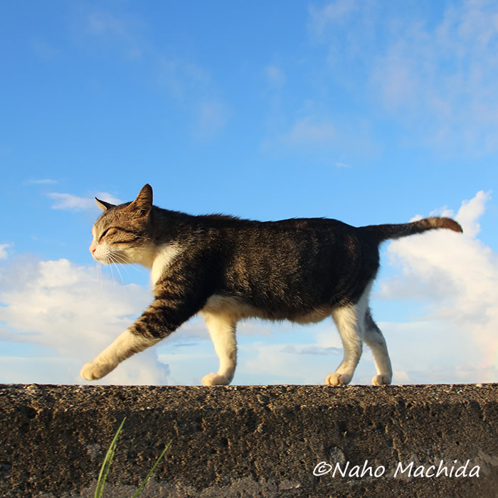 「ねこ専」2019渋谷