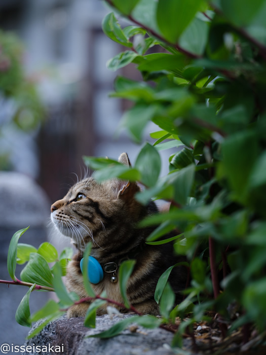 「ねこ専」2019渋谷