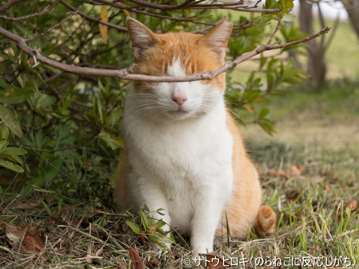 「ねこ専」2019渋谷