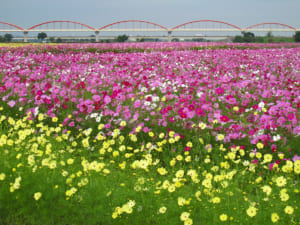 首都圏最大規模の鴻巣市 吹上コスモス畑 Capa Camera Web