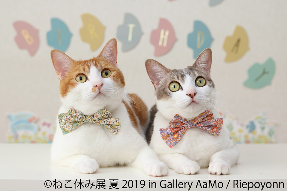 ねこ休み展 夏 2019 in Gallery AaMo