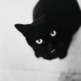 金森玲奈写真展「街猫の肖像」