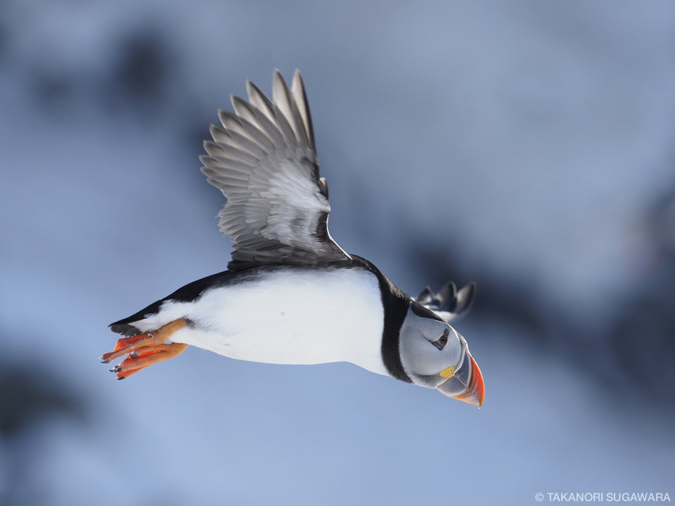 菅原貴徳写真展「Fledged.」