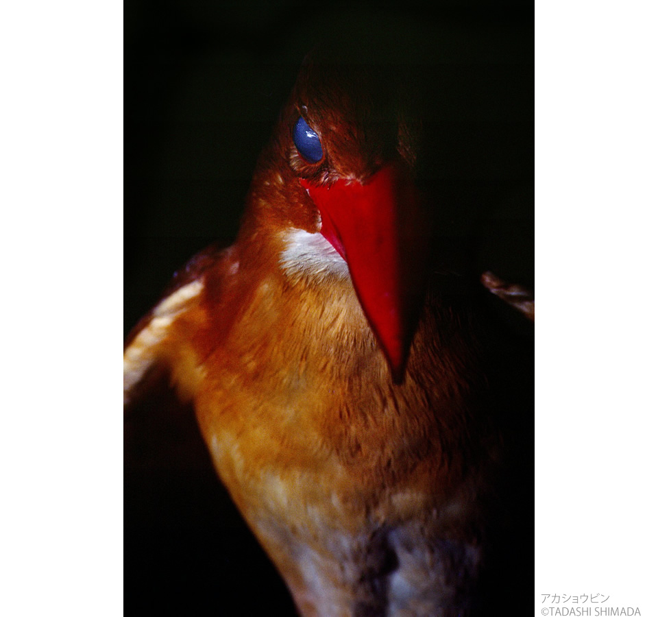 嶋田忠写真展「野生の瞬間　華麗なる鳥の世界」