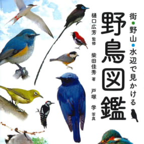 夏のレジャーに持って行きたいハンディ図鑑『街・野山・水辺で見かける野鳥図鑑』