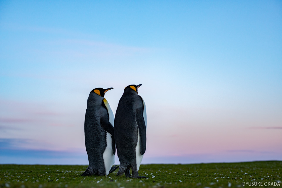 岡田裕介写真展「Colors～ペンギン島の物語～」