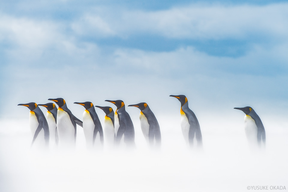 岡田裕介写真展「Colors～ペンギン島の物語～」