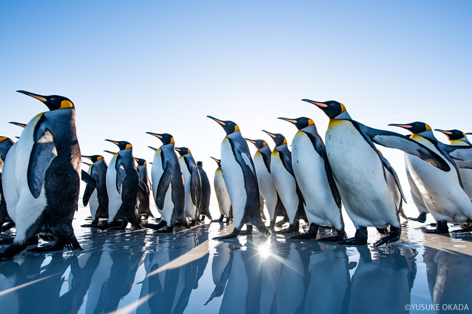 岡田裕介写真展「Colors～ペンギン島の物語～」