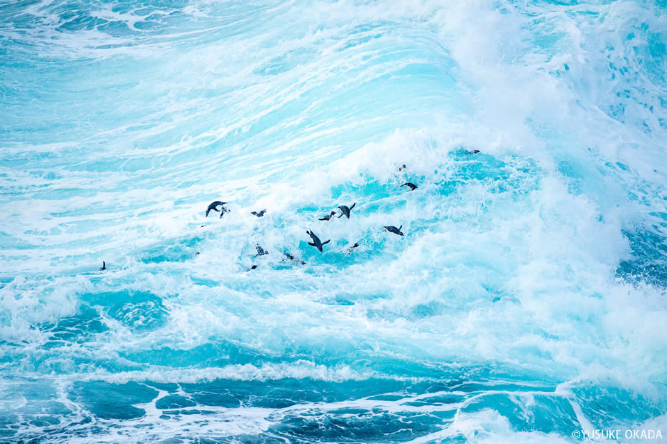 岡田裕介写真展「Colors～ペンギン島の物語～」