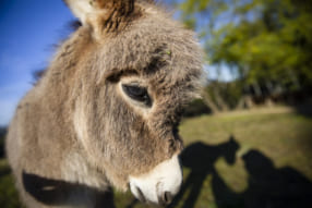 田頭真理子写真展「夢えっと Onomichi donkey paradise」