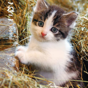 小さな猫たちの冒険をずっと見ていたくなる 岩合光昭写真集『こねこ』