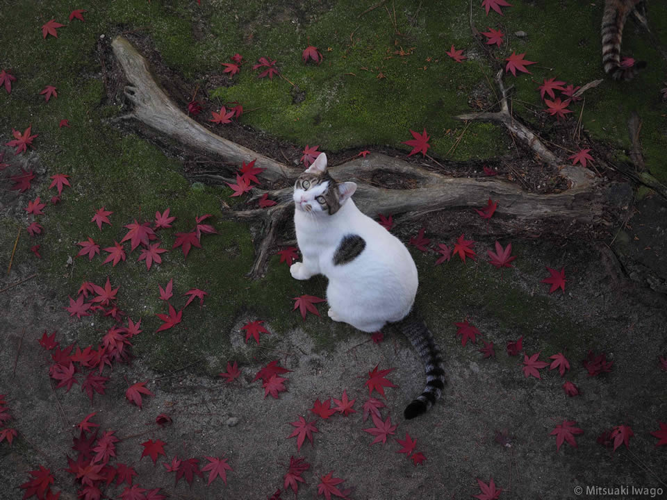 岩合光昭写真展「ねこの京都、秋」