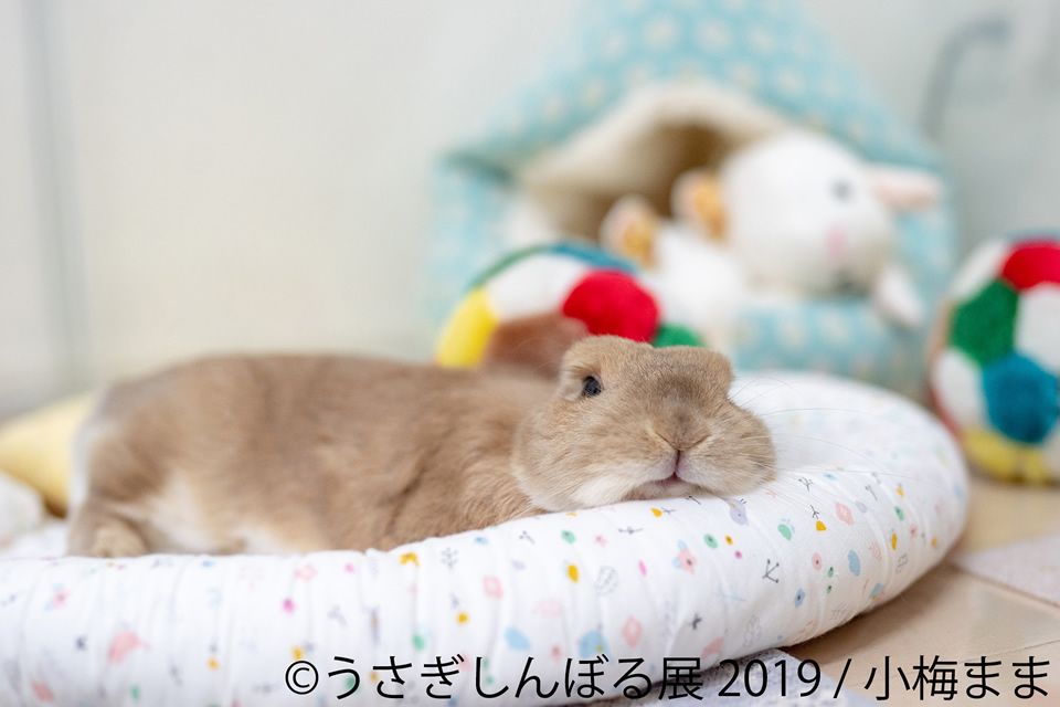 うさぎしんぼる展2019