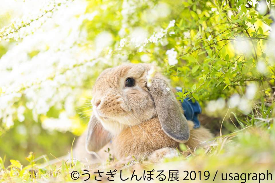 うさぎしんぼる展2019