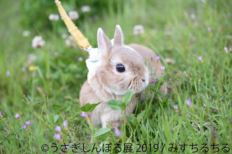 うさぎしんぼる展2019