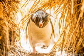 岡田裕介『Penguin Being -今日もペンギン-』