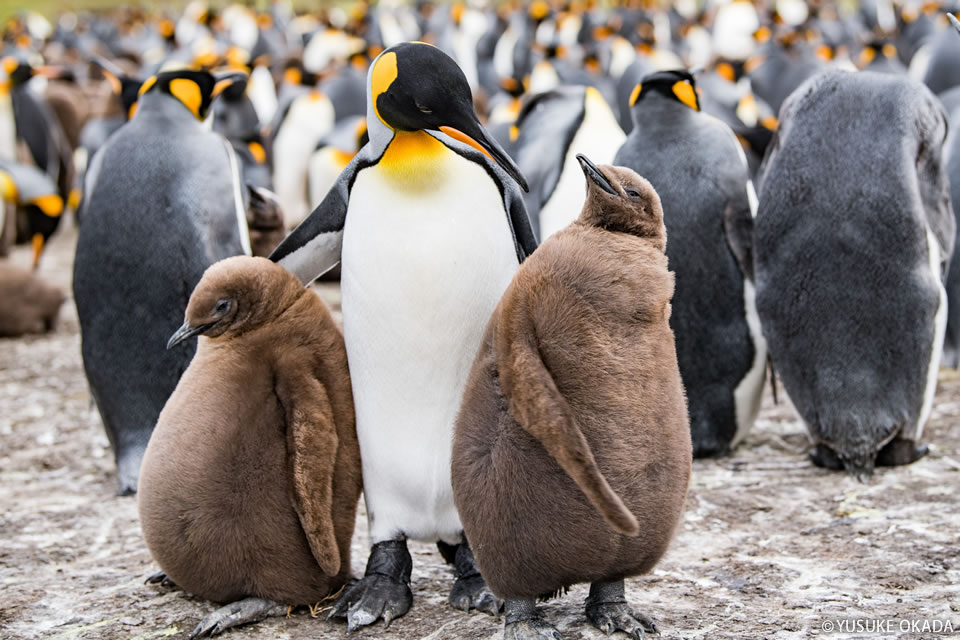 岡田裕介『Penguin Being -今日もペンギン-』